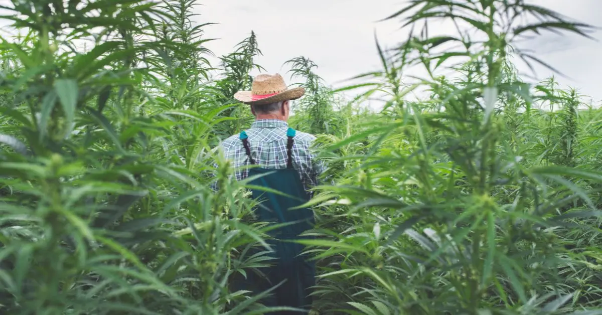 Effect-of-Kemp-Signing-For-Hemp