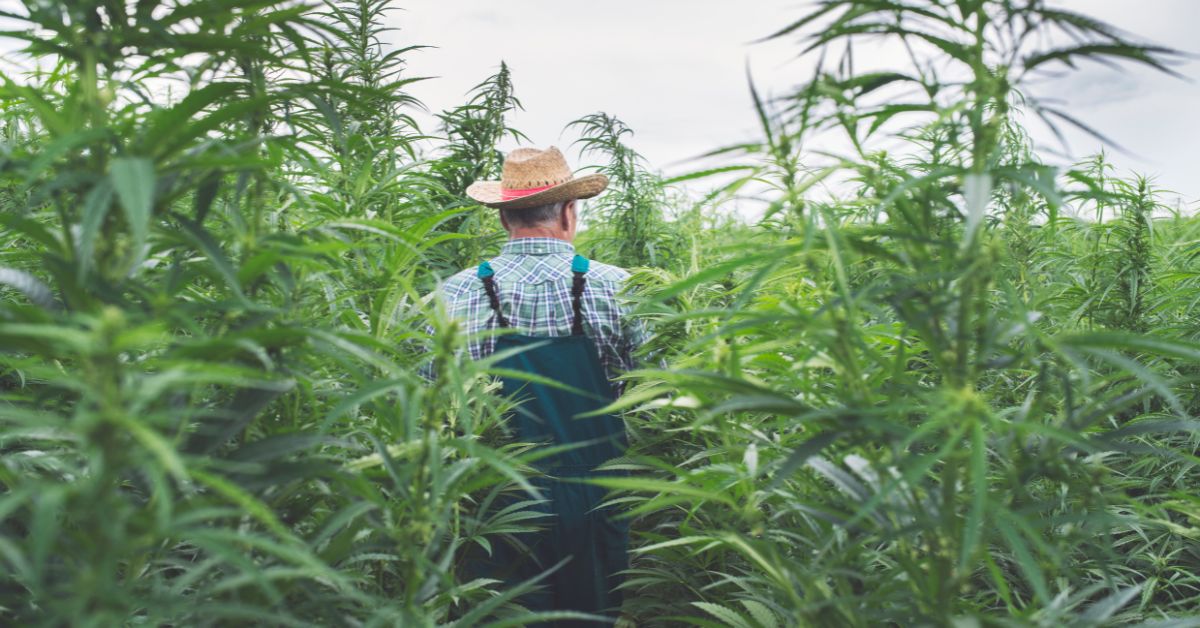 Effect of Kemp Signing For Hemp